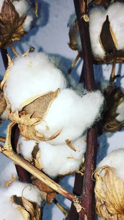 Kasturi Cotton Benefits