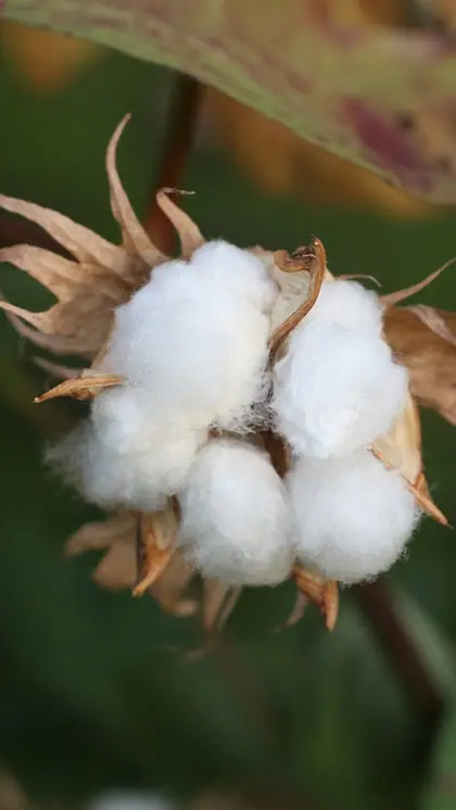 What Is Kasturi Cotton Bharat? India's new cotton program explained