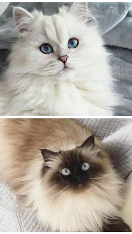 Siamese to Persian: 5 Cutest cat breeds in India