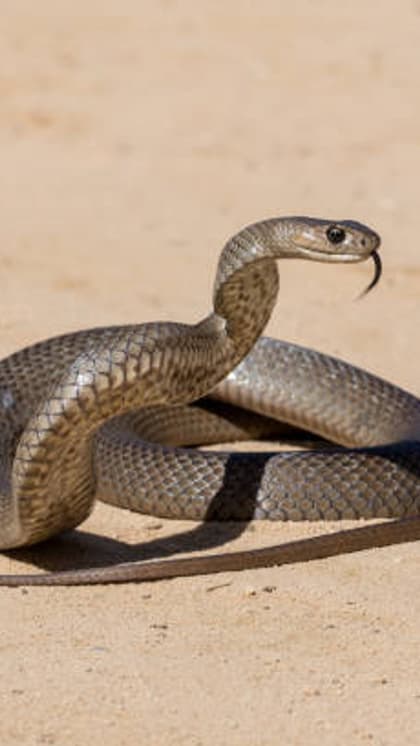 2. इस्टर्न ब्राउन स्नेक (Eastern Brown Snake)