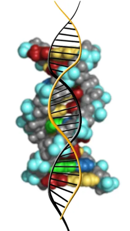 Y chromosome