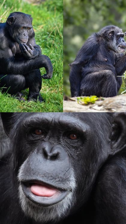 Giganto - The Largest Ape: 7 UNKNOWN things to know about this primate