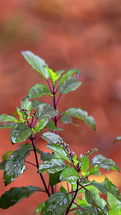Do not offer Tulsi leaves