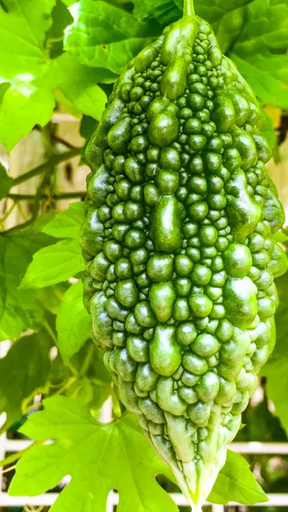 एकसाथ ज्यादा करेले न खाएं