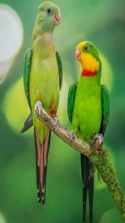Why is Andaman's parrot Island called a birdwatcher's Paradise