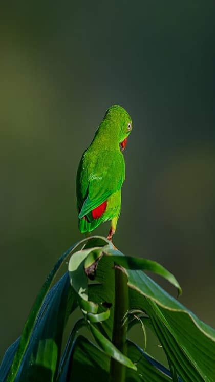 Thousands of parrots in Parrot Island