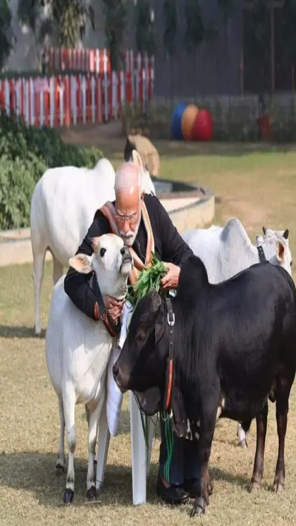 कहां पाई जाती हैं पुंगनूरगायें?