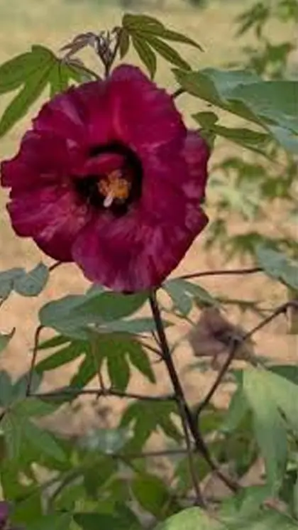 When do flowers bloom?