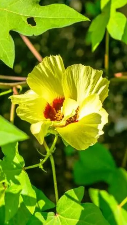 How to plant a cotton plant?