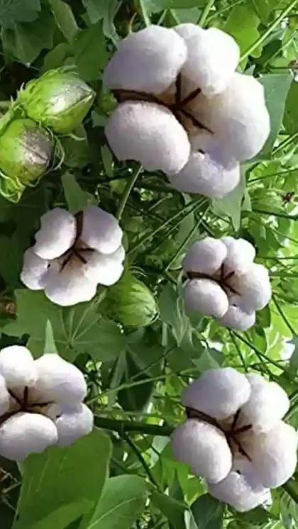 How to grow cotton at home: A step-by-step guide