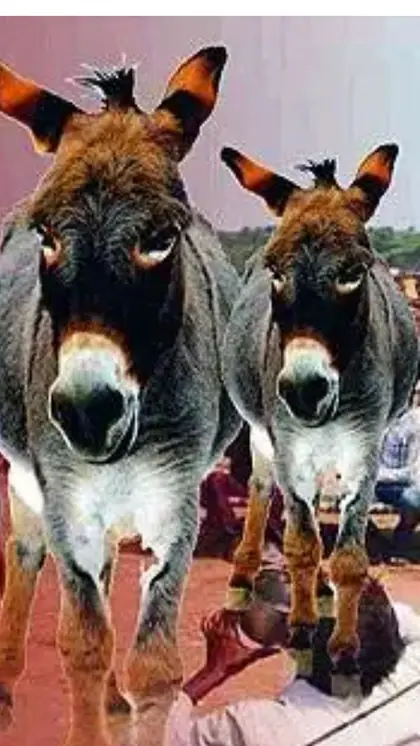 Donkey Farming: