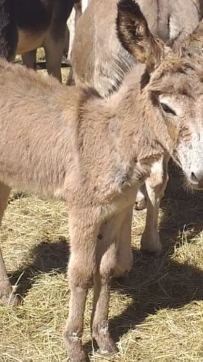 Want to try Donkey Milk? Know benefits, price, and uses