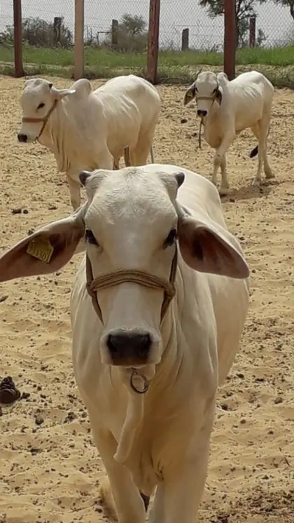 Suratgarh Cattle Fair, Rajasthan
