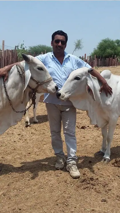 Cow More Expensive Than a Luxury Car