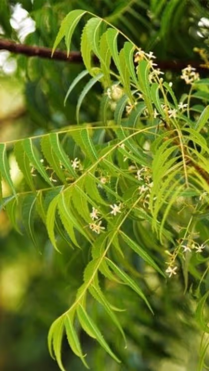 కావాల్సిన పదార్థాలు  