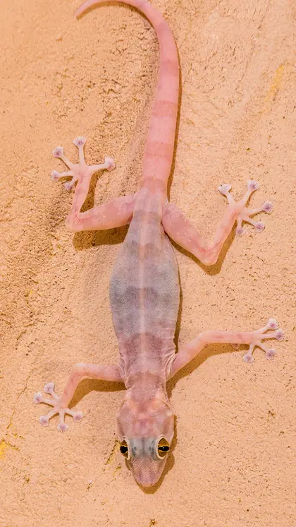 How to drive away lizards from home?
