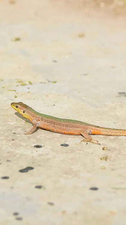 Drive away lizards with camphor!