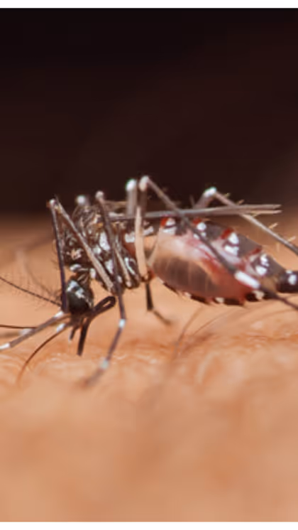 Home Remedies: వర్షాకాలంలో కీటకాల బెడద? ఇలా చేస్తే క్షణాల్లో పరార్‌!