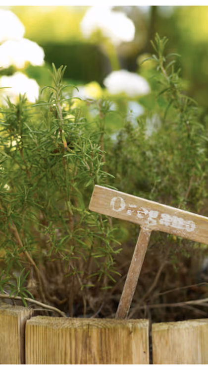 Oregano: దివ్య ఔషధ మూలిక ఒరెగానో.. ఈ మొక్కను పెరట్లో పెంచుకోండిలా..
