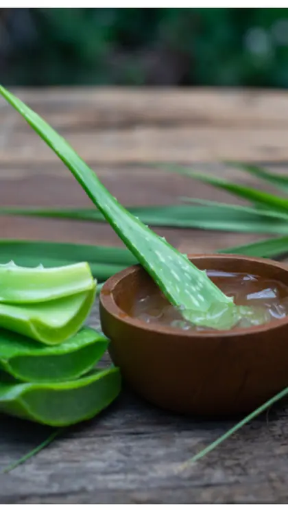 7 Benefits of Growing Aloe Vera at Home: Air Purifying, Healing, and More |  Asianet Newsable