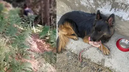 Who is Tyson? Indian Army Dog Leads Troops to Kill 3 Jaish Terrorists in J&K