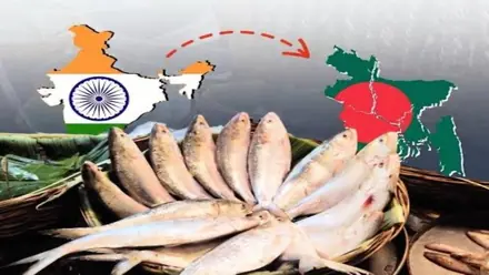 Hilsa Import: खुद बड़ा एक्सपोर्टर, फिर गुजरात से हिलसा क्यों खरीद रहा बांग्लादेश? जानें असली वजह