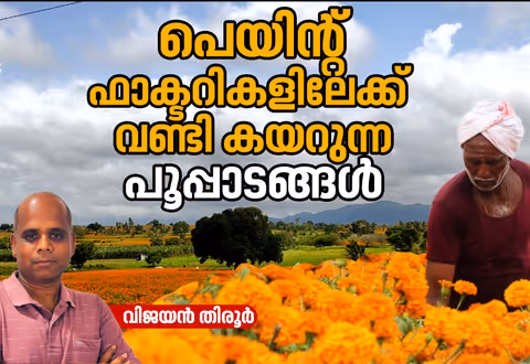 പിന്‍മടങ്ങാന്‍ സമ്മതിക്കാതെ ചാമ്‌രാജ് നഗറിന്‍റെ ചെണ്ടുമല്ലിത്തോട്ടങ്ങള്‍