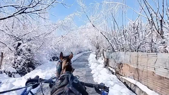 Snowfall In India: Auli to Kalpa-Top Snowfall Destinations in India for January Travel