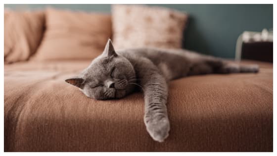 വളർത്തുമൃഗം ഉറങ്ങുന്നില്ലേ? ശ്രദ്ധിക്കാം ഇക്കാര്യങ്ങൾ