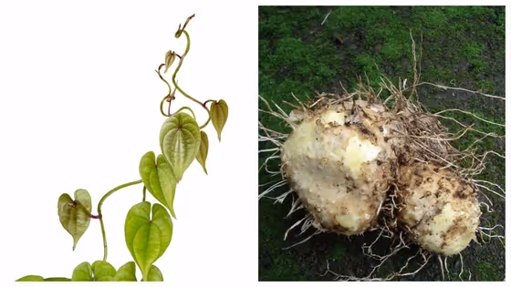 കാച്ചിൽ; വലിയ മുതൽമുടക്കില്ല, വിളവും കുടുതൽ