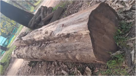 തേക്കിന് ലഭിച്ചത് പൊന്നും വില.. കേട്ടാല് രണ്ടു തേക്കുവച്ചാല് മതിയായിരുന്നുവെന്ന് തോന്നിപ്പോവും, ലേലത്തിൽ പിടിച്ചത് ഗുജറാത്തി സ്ഥാപനം