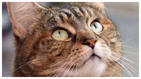 വീട്ടിലെ വളർത്തുമൃഗങ്ങളുടെ ദുർഗന്ധം അകറ്റാൻ നിർബന്ധമായും ചെയ്യേണ്ട കാര്യങ്ങൾ