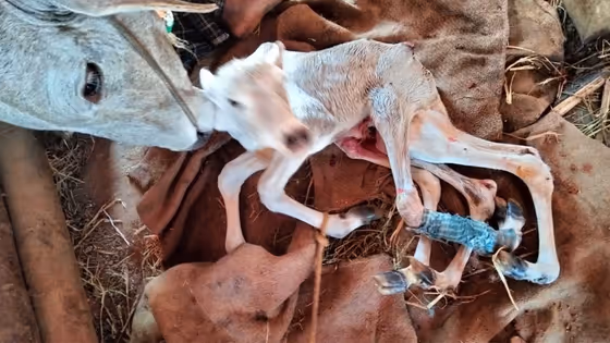 ಶಿವಮೊಗ್ಗದಲ್ಲಿ 6 ಕಾಲಿನ ಕರುಗೆ ಜನ್ಮ ನೀಡಿದ ಹಸು! ನೋಡಲು ಮುಗಿಬಿದ್ದ ಜನರು