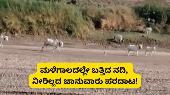 Monsoon deficit: ಕೈ ಕೊಟ್ಟ ಮುಂಗಾರು; ಮಳೆಗಾಲದಲ್ಲೇ ಬತ್ತಿದ ನದಿ, ನೀರಿಲ್ಲದೇ ಜಾನುವಾರು ಪರದಾಟ
