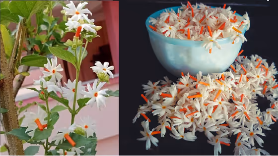 Parijatham plant: కుండీలోనే పారిజాతం మొక్కను ఇలా సులువుగా పెంచేయండి