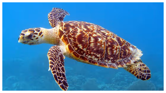 ജനിച്ച അതേ സ്ഥലത്ത് മുട്ടയിടാനെത്തുന്ന അപൂർവ ജീവി, വെറും പാവത്താൻ! കടലാമയെക്കുറിച്ച് അറിയേണ്ടതെല്ലാം