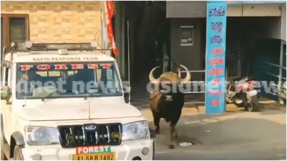 പഞ്ചായത്ത് ഓഫീസിൽ കയറിയ കാട്ടുപോത്ത് വിരണ്ടോടി, ഹോട്ടലിലും ബാങ്കിലും പരാക്രമം; രണ്ട് പേർക്ക് പരിക്ക്