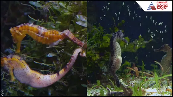 ಡಾನ್ಸ್ ಮಾಡುತ್ತಾ ಗಂಡಿಗೆ ಮೊಟ್ಟೆ ವರ್ಗಾಯಿಸೋ ಹೆಂಡ್ತಿ: 2 ಸಾವಿರ ಮಕ್ಕಳ ಹೆರುವ ಏಕಪತ್ನಿ ವೃತಸ್ಥ! Video ನೋಡಿ