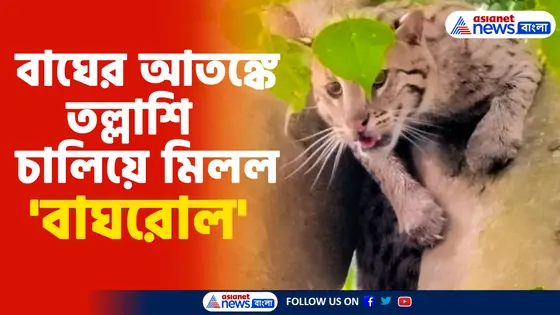 মুর্শিদাবাদের ভরতপুরে বাঘের আতঙ্কে দিনভর তল্লাশি, অবশেষে মিলল 'বাঘরোল ...