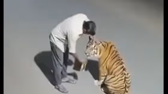 Fact Check : వీడెవడండీ బాబు.. పెద్దపులిని పిల్లిలా పట్టుకుని మందు తాగిస్తున్నాడు..! ఈ వైరల్ వీడియో నిజమేనా?