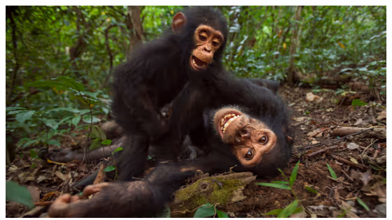 Chimp Mother Disciplines Rock-Throwing Youngster With Branch, Viral Video Sparks Parenting Lesson (WATCH)
