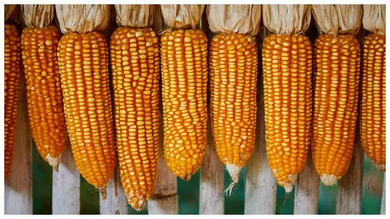 ಮೆಕ್ಕೆಜೋಳ ಖರೀದಿಯ ಮಿತಿ 50 ಕ್ವಿಂಟಲ್‌ಗೇರಿಕೆ