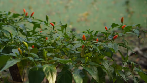 കാന്താരി കൃഷി ചെയ്യാം സിമ്പിളായി, ശ്രദ്ധിക്കേണ്ട കാര്യങ്ങൾ