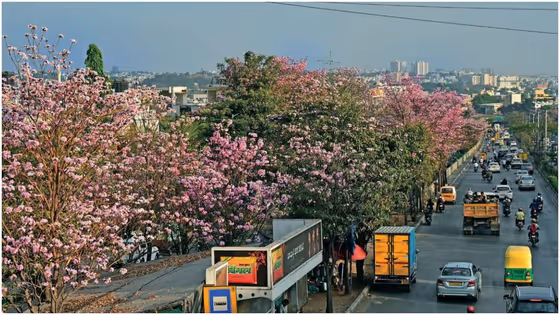 ಉದ್ಯಾನ ನಗರಿ ಬೆಂಗಳೂರಿನ ಗುಲಾಬಿ ಕ್ರಾಂತಿ, ಪಿಂಕ್ ಹೂವುಗಳ ಆಕರ್ಷಣೆಗೆ ಕಾರಣ ಧಾರವಾಡದ ಈ ಮೇರು ವ್ಯಕ್ತಿ!