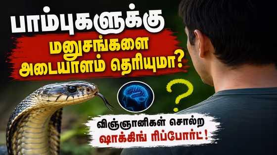 Snake Facts: பாம்புகளுக்கு மனுஷங்களை அடையாளம் தெரியுமா? விஞ்ஞானிகள் சொல்ற ஷாக்கிங் ரிப்போர்ட்!