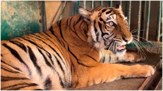Thiruvananthapuram Zoo Tiger Babita Diagnosed With Rare Cancer, Begins Chemotherapy