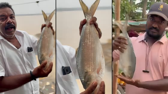 Why This Single Godavari Pulasa Fish Sold for Rs 26,000 in Yanam Auction