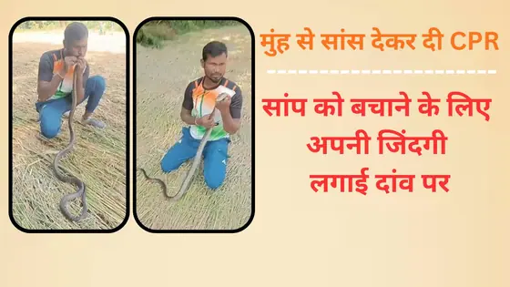 मानवता का ये Video होश उड़ा देगा, 7 फीट के सांप को मुंह से सांस देकर किया जिंदा