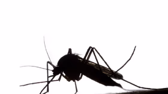 ഈ 5 കാര്യങ്ങൾ ശ്രദ്ധിച്ചാൽ കൊതുക് ശല്യം അകറ്റാം...