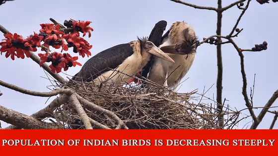 DePress Room | It's high time that we take measures to save the bird population